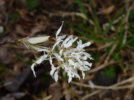 {Amelanchier alabamensis}